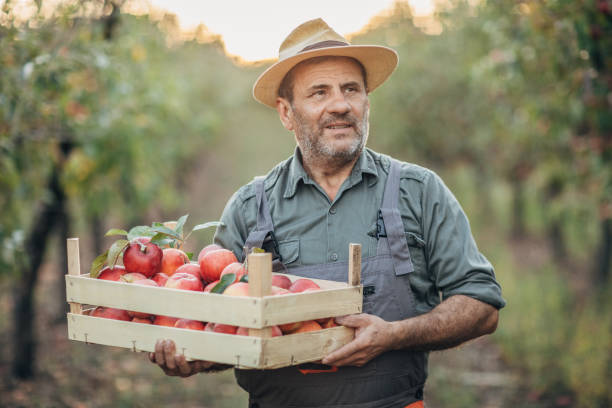 istock a farmer with an apple crate in an orchard 1192094432
