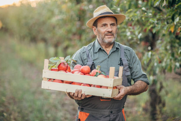 istock a farmer with an apple crate in an orchard 1192094622