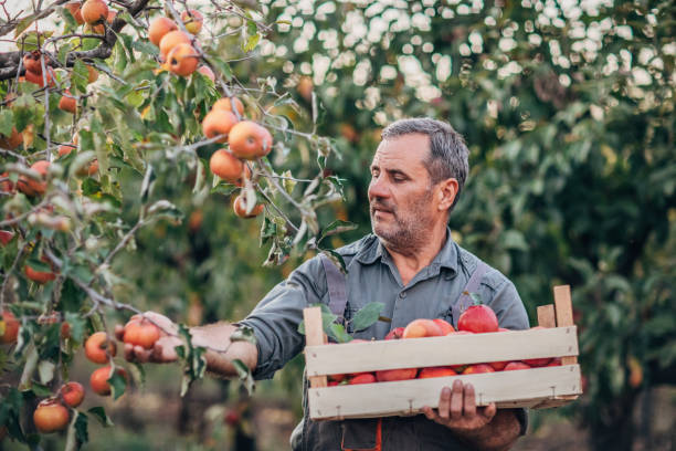 istock The farmer picks an apple 1192094852