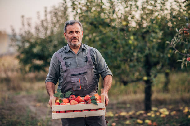 istock a farmer with an apple crate in an orchard 1192094883