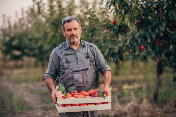 istock a farmer with an apple crate in an orchard 1192094912