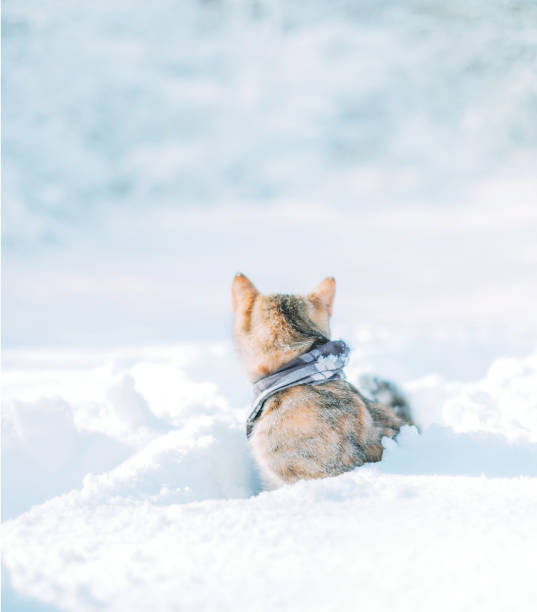 istock Explorer cat sitting in a snowdrift and looking back at winter forest. 1192094950