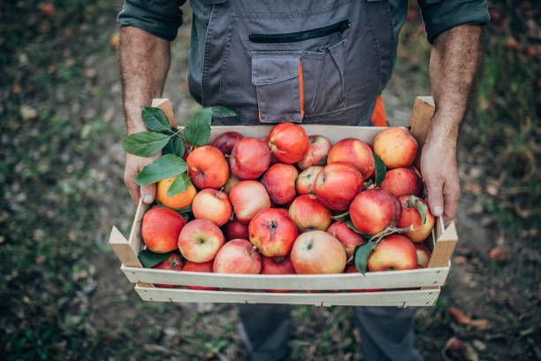 istock Human hands and a crate of ripe apples 1192094955