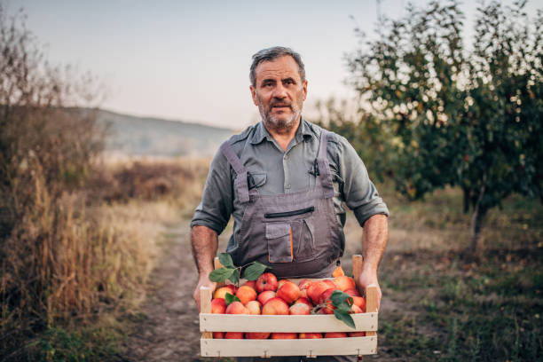 istock a farmer with an apple crate in an orchard 1192095017