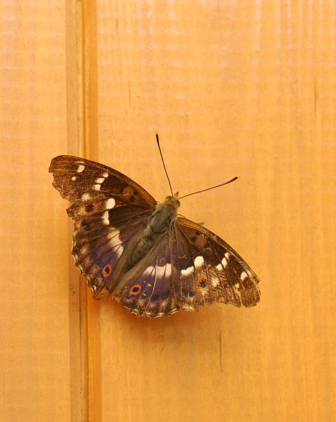 istock Color butterfly closeup on a wood wall 119209504