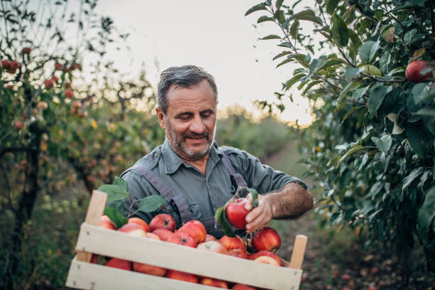 istock The farmer picks an apple 1192095216