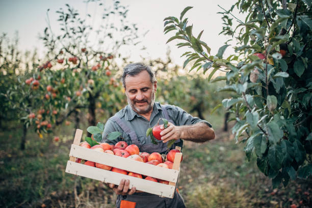 istock The farmer picks an apple 1192095723