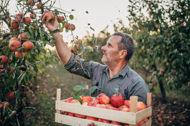 istock The farmer picks an apple 1192095725