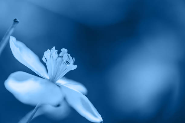 istock Texture of a classic blue leaf as background 1192097300
