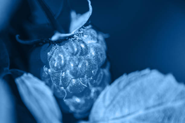 istock Texture of a classic blue leaf as background 1192097303