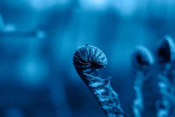 Photo of Fern fiddlehead unfurling with blue toned