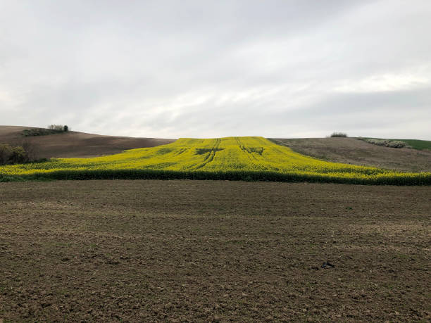 istock Cultivated land and canola fields 1192097485