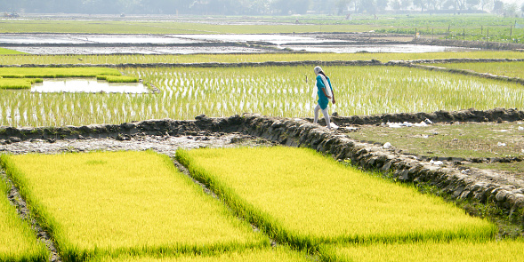 India, South Asia, June 2019 - Ripe rice at the paddy field is ready to harvest in a cultivated farmland. A natural landscape scenery of agricultural field rural India. Indian Agriculture farm in summer. India South Asia Pac.