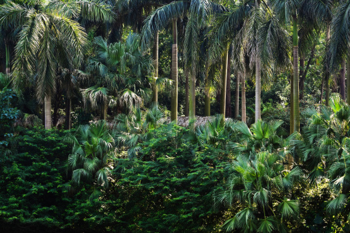 Green ferns at Pok fu Lam Country park, Hong Kong island.