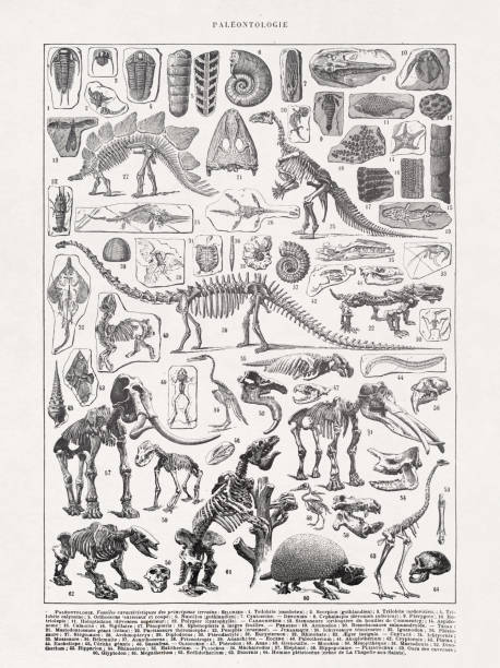 illustrazioni stock, clip art, cartoni animati e icone di tendenza di illustrazione ottocentesca paleontologia - old book illustrations