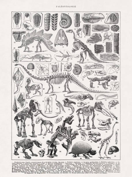 ilustrações, clipart, desenhos animados e ícones de paleontologia da ilustração do século xix - old book illustrations