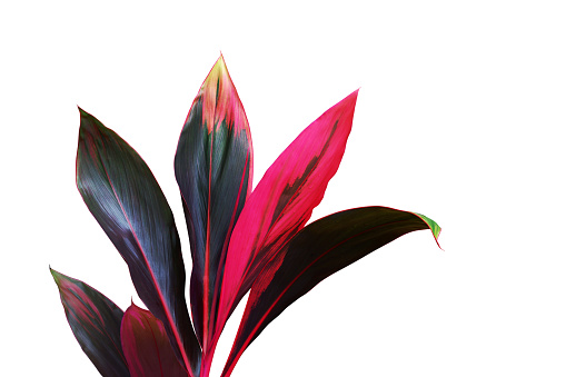 Tropical Red Leaves of Ti Plant, Cordyline fruticosa Isolated on White Background with Clipping Path