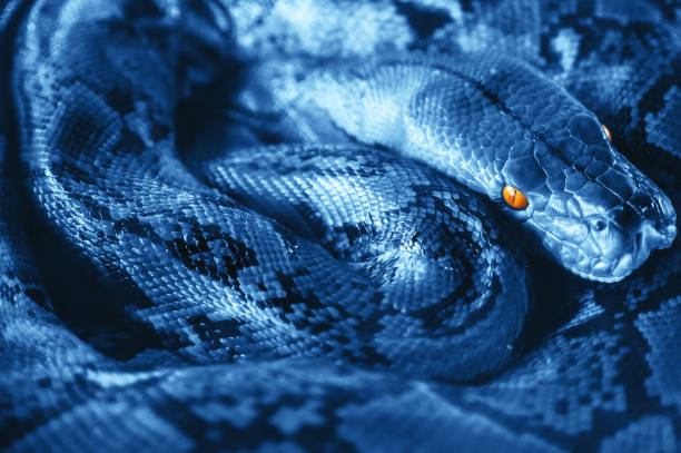 Beautiful Python In Bright Blue Color Macro Photography Reptiles Snake  Close Up Stock Photo - Download Image Now - iStock