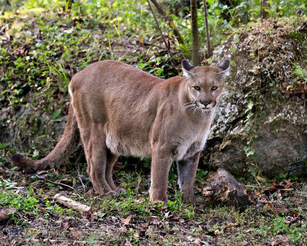 Florida Panther Stock Photos, Pictures & Royalty-Free Images - iStock