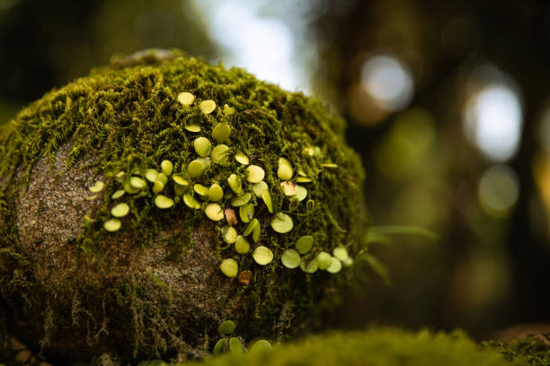 istock Hue green moss on rock 1192101423