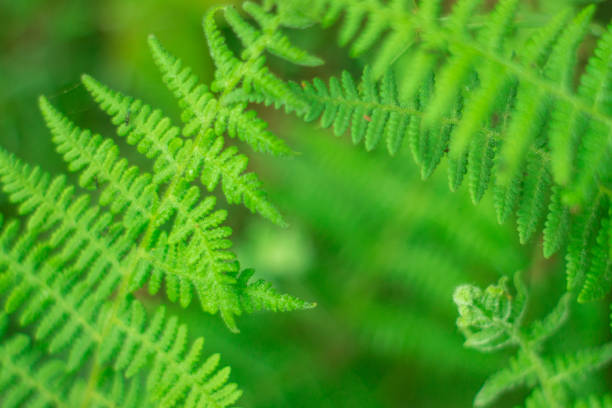 istock Closeup nature view of green leaf view Background selective focus 1192101665