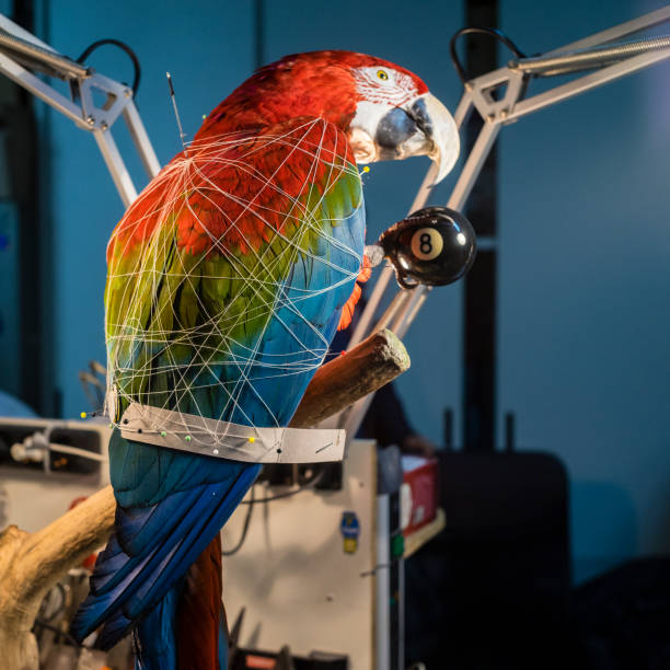 small stuffed parrot