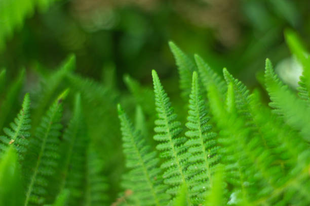 istock Closeup nature view of green leaf view Background selective focus 1192102037