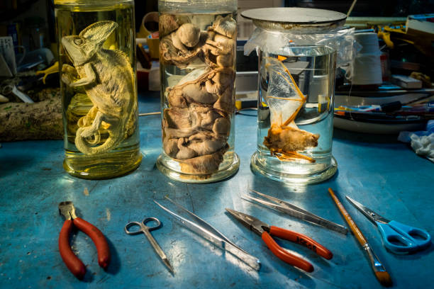 Formalin jars Natural sciences laboratory with glass jars where animals are conserved in formalin such as a chameleon, cat fetuses and a small bat. bat animal photos stock pictures, royalty-free photos & images