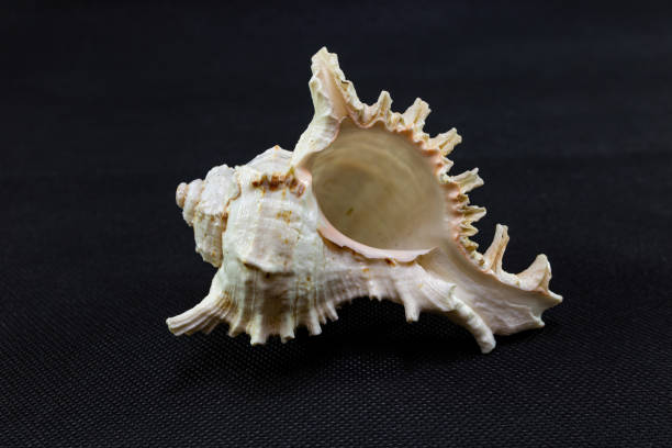 istock Sea shell on a black background close-up. 1192102265