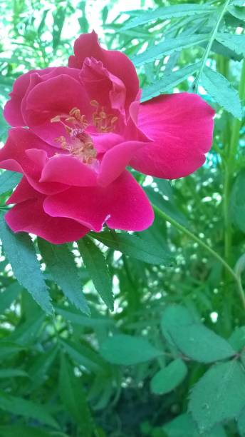istock A fully blossomed Rose Flower 1192102360