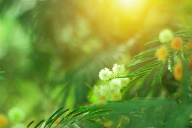 Golden Wattle, Acacia Longifolia or Long-Leaved Wattle in Bloom, background with copy space, full frame horizontal composition