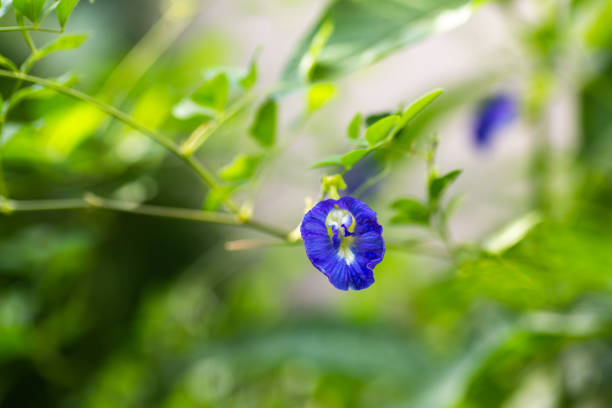 istock The most beautiful purple pea flower. 1192103257