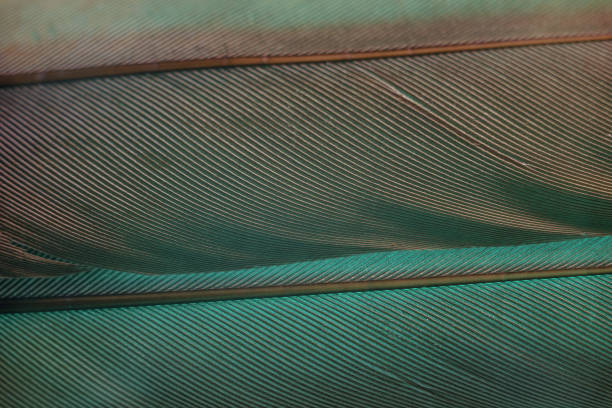 istock Close up Bird feather with Aqua Menthe light. Beautiful background texture. Macro photography view. 1192103446