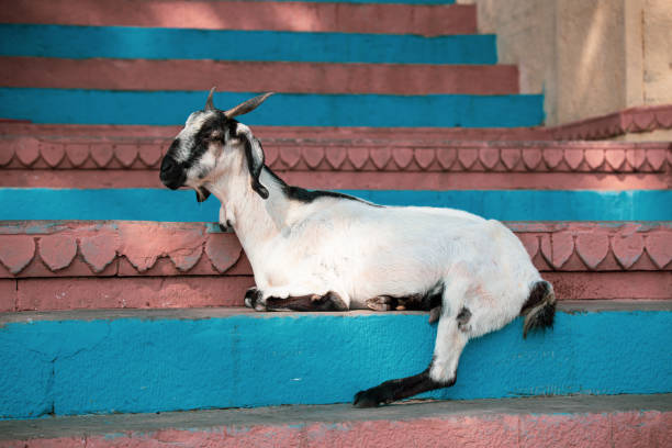 lustige indische ziege ruht auf den stufen, die zum heiligen fluss ganges - india ganges river goat steps stock-fotos und bilder