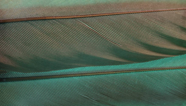 istock Close up Bird feather with Aqua Menthe light. Beautiful background texture. Macro photography view. 1192104704