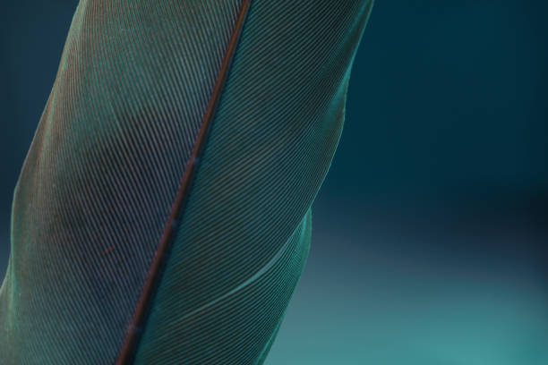 istock Close up Gray Bird feather. Beautiful background texture. Macro photography view. 1192104742