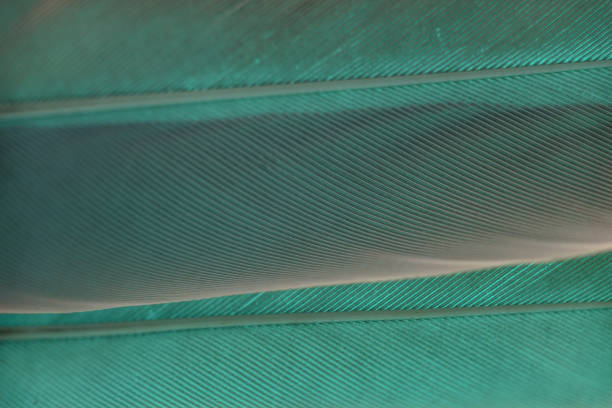 istock Close up Bird feather with Aqua Menthe light. Beautiful background texture. Macro photography view. 1192104828