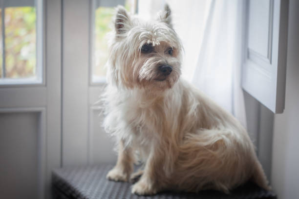 istock Cairn Terrier at home 1192105091