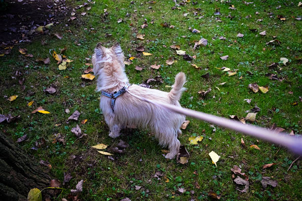 The Cairn Terrier in the park