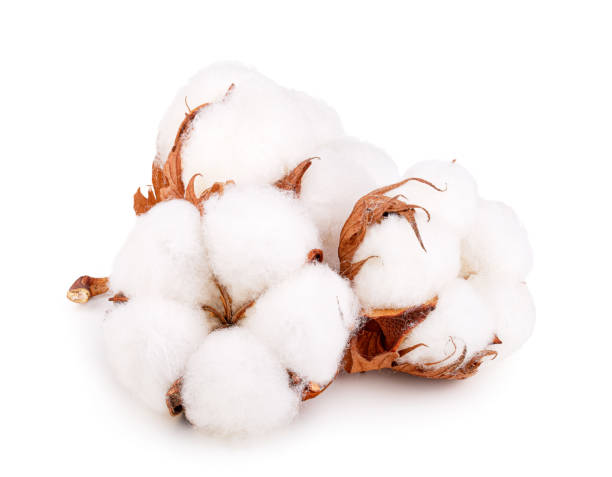 istock Cotton plant flowers isolated on white background 1192106593