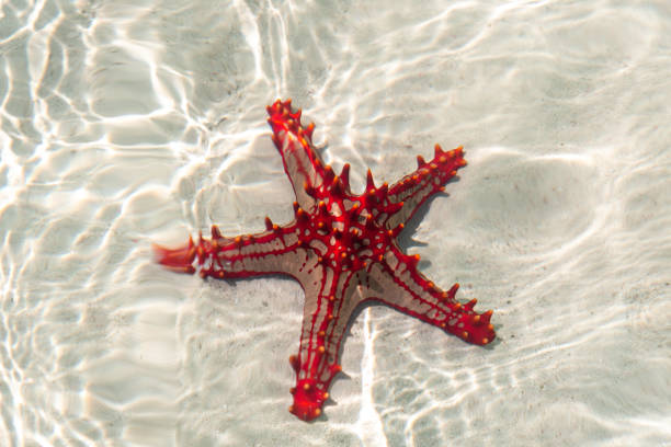 African red knob sea star in transparent ocean water near Zanzibar