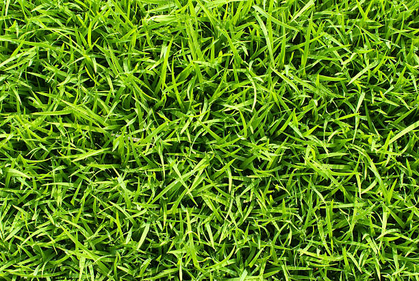 Macia e grama fresca square - foto de acervo
