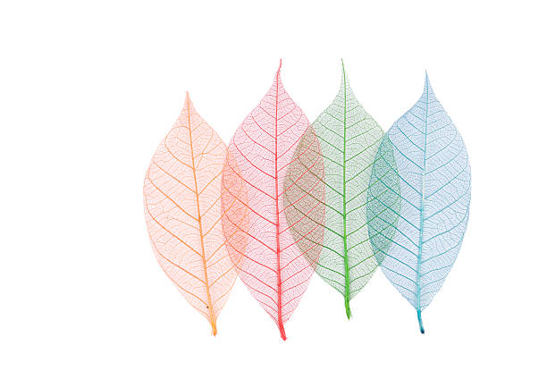 Macro leaves. Colorful leaves background. Texture of leaf veins.