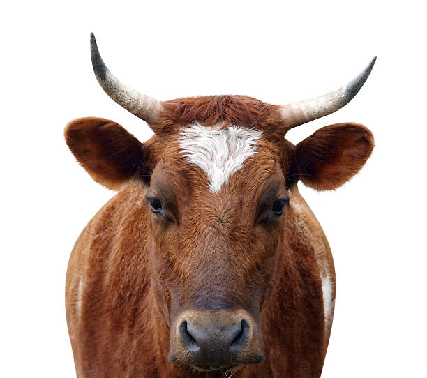istock Ayrshire Cow with Horns 119210846