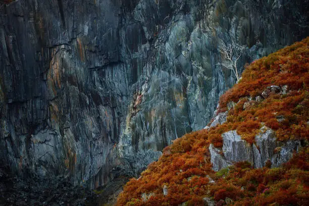 Photo of Dinorwic Slate Mine Quarry Lone Tree, Snowdonia, Wales