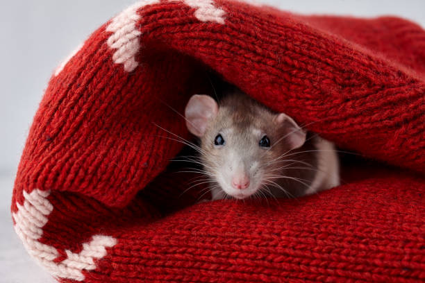 istock Rat in Christmas winter sweater 1192109589