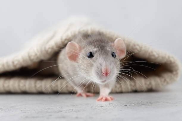 istock Rat in winter beanie 1192109656