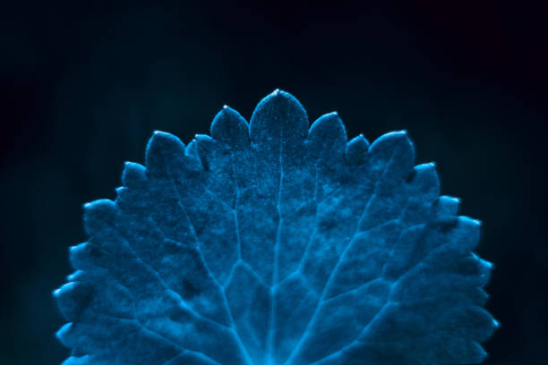 istock Leaf with veins macro. Blue - color 2020 1192109830