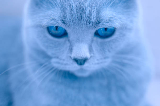 istock Head cat close up. Blue tinting. 1192109842