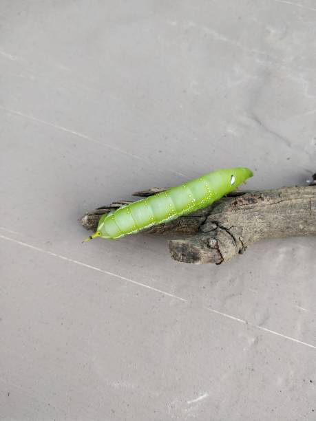 istock Daphnis nerii the oleander hawk moth or army green moth caterpillar order lepidoptera family sphingidae with black and blue eyes like spots on it and horn on the backside 1192110861